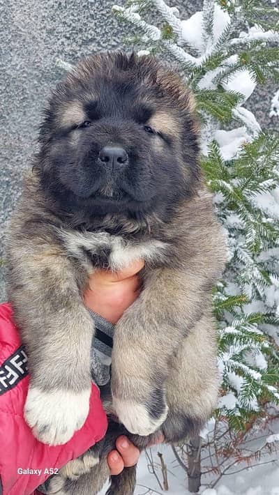 Caucasian shepherd