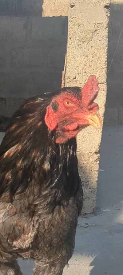 saleta khaki pure mianwali breed