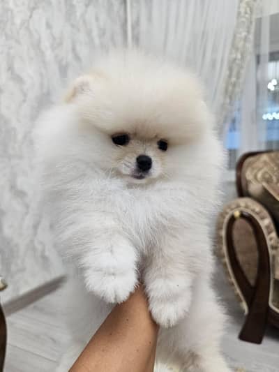 Pomeranian