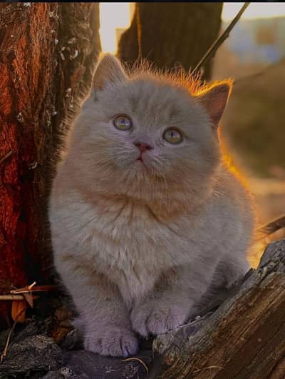 British shorthair