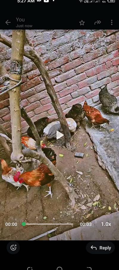 eggs wali murgi for sale