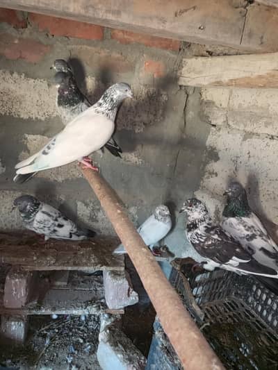 asmani parwazi kaboter for sell par pice 550