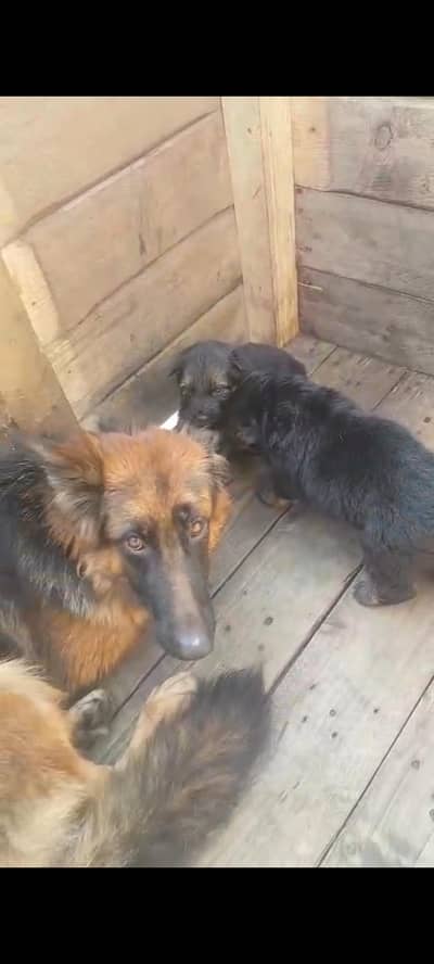 extreme quality long hair gsd puppies