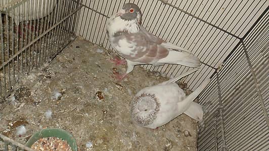 3pairs hein 2 pair Ando pr hein baqi sub Bache bhere hogye hai