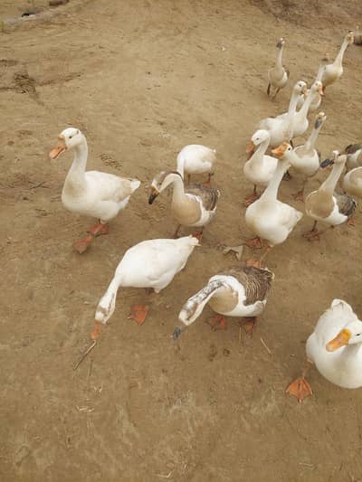 ducks for sale