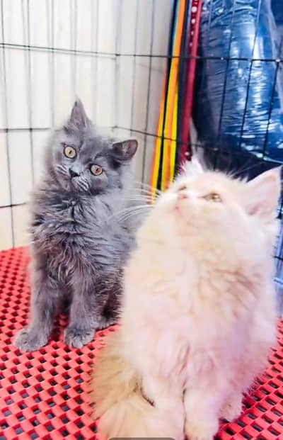 Persian cat kitten for sale my WhatsApp 03493839133