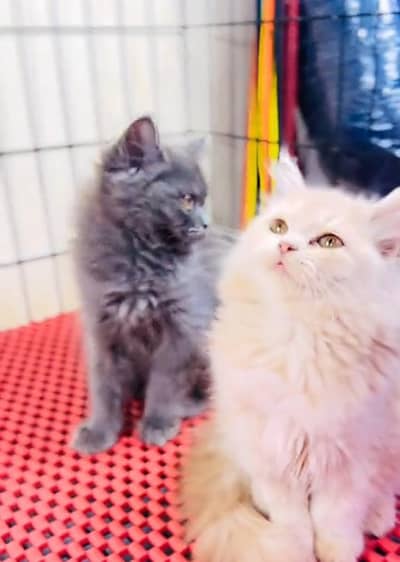Persian cat kitten for sale my WhatsApp 03493839133