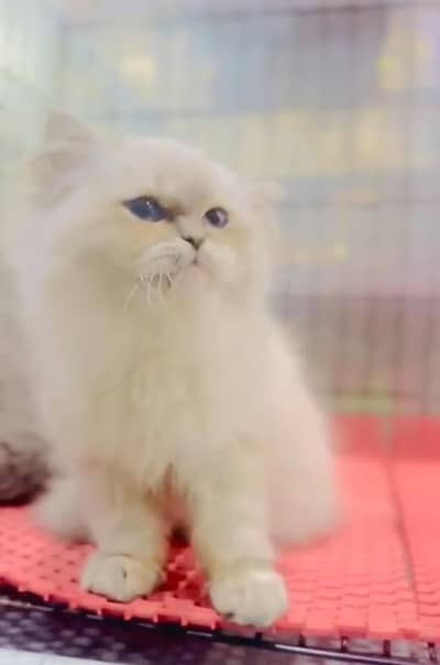 Persian cat kitten for sale my WhatsApp 03493839133