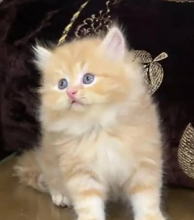 Persian cat kitten for sale my WhatsApp 03493839133