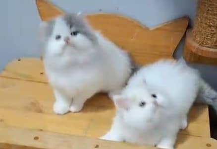 Persian cat kitten for sale my WhatsApp 03493839133