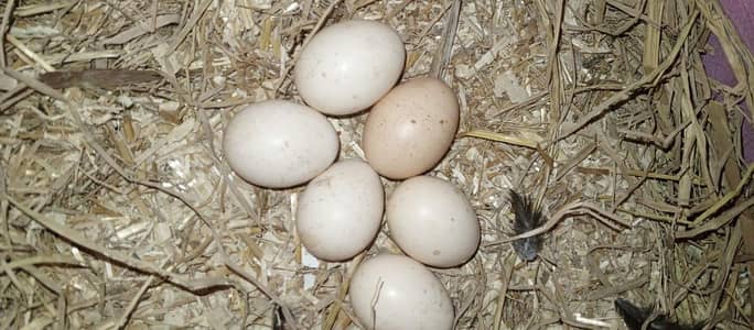 Aseel  egg  available WhatsApp03195355379 p