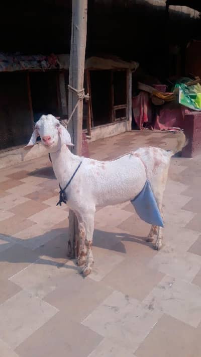Gulabi White Eye Female With Two Male Kids