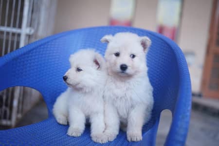 Sibarian Dog For sale