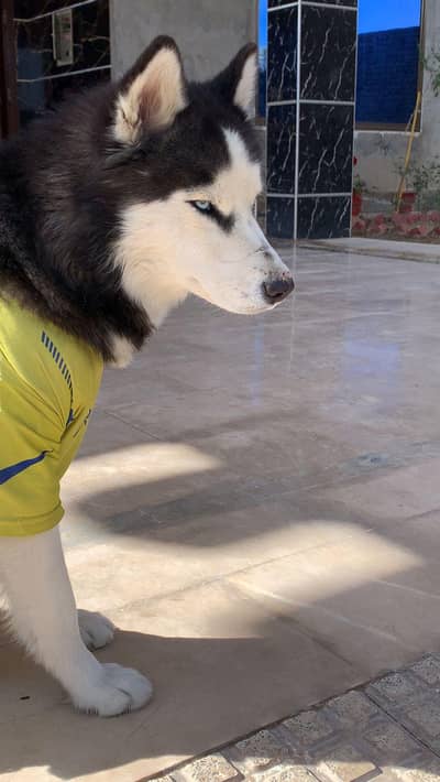 SIBERIAN HUSKY FEMALE