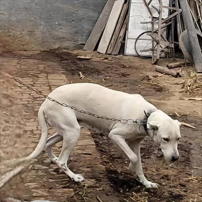 Bolly gultair female for sale