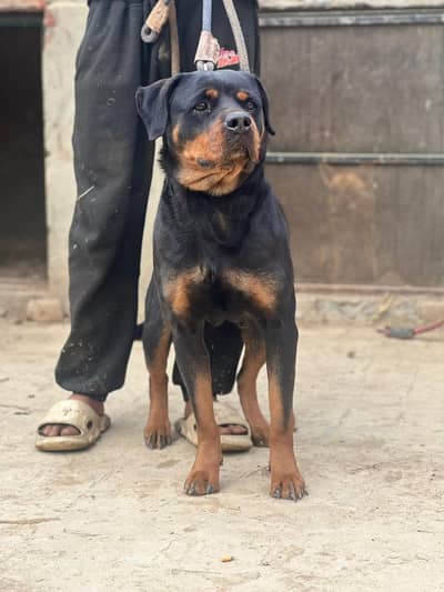 rott breeder female
