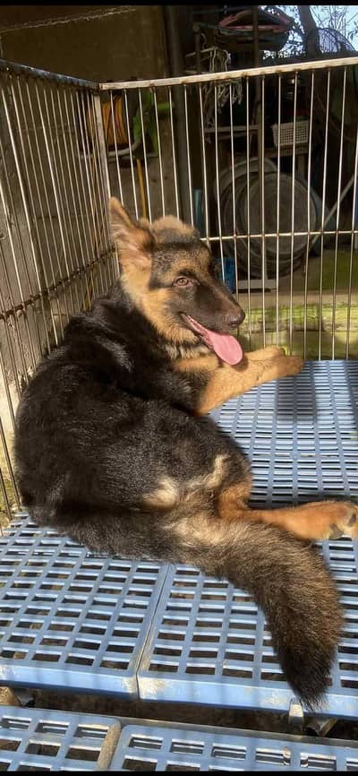 German shepherd female