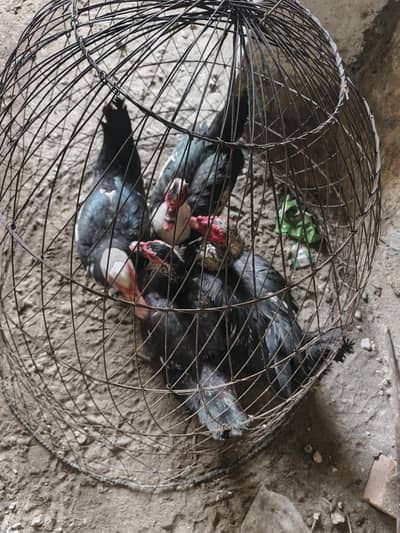 Beautiful Muscovy 3 Females 1 Male for sale