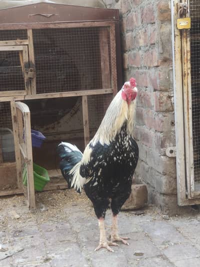 Aseel Jawa Pair and 3 chiks For Sale