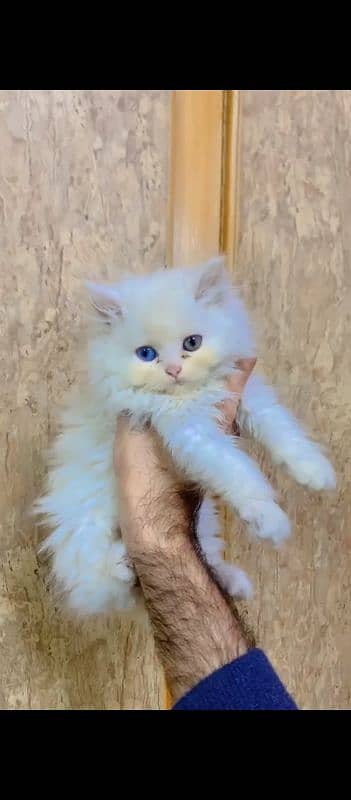 High quality kittens available