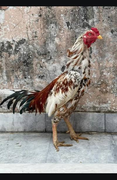 for sale breeder bird