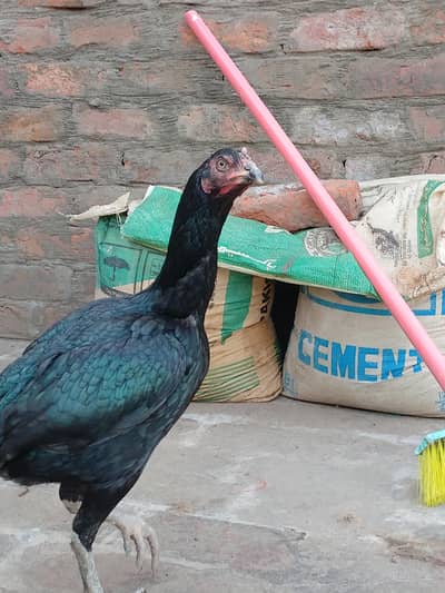 lasani murgi for sale