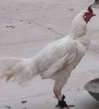 Aseel Hera murga White Nook Nalli White Eyes