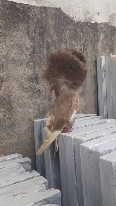 jacobin pigeons breeder pair