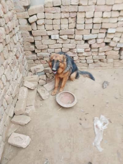 German shepherd female