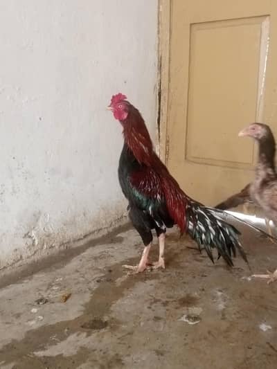 QUALITY BIRDS IN REASONABLE PRICE!!