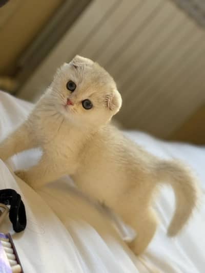 Scottish fold Kitten