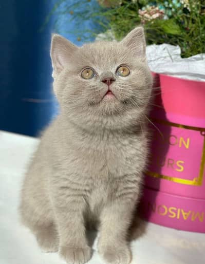 Charcoal Grey British Short Hair kitten