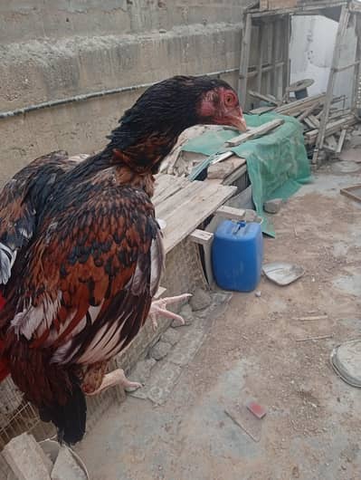 Kari bazz blood line