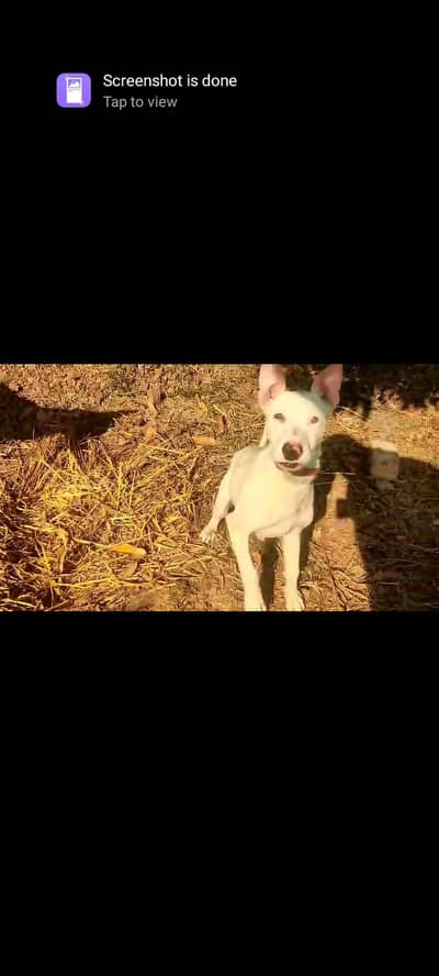 kohati Gultair Female Dog