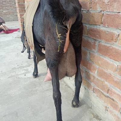 goat for sale pahla soa 2 female bachy
