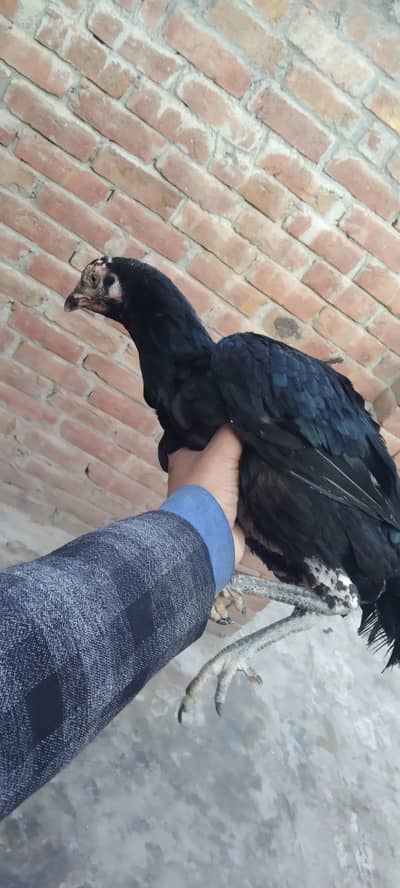 aseel mianwali achi nasl