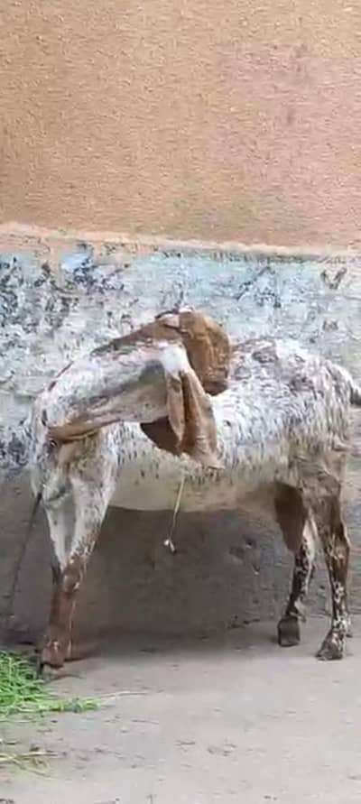 2 bakrya ha full jimbo size