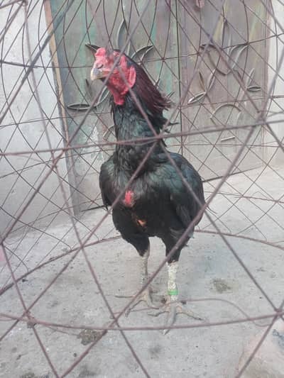 Pure Thai aseel patha