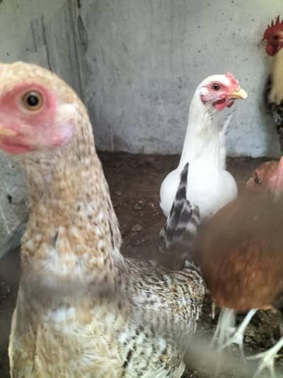 Desi hens active and healthy 03010873045