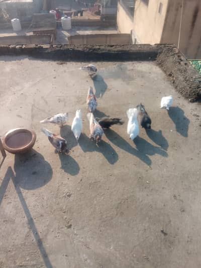 Fancy pigeon for sale