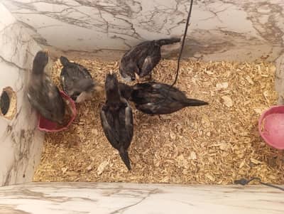 5 aseel chicks for sale