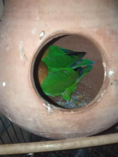 Green pair of fisher birds