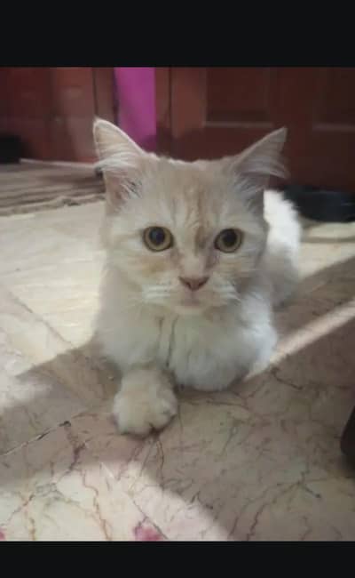 Persian cat coffee Color full active and playful