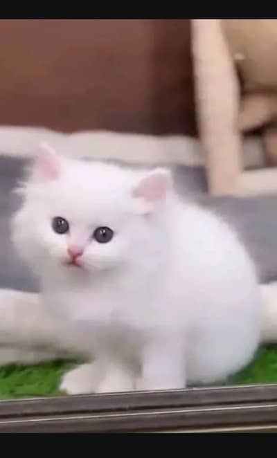 Persian cat for sale male female vaccine clear 0319=71=87=068=