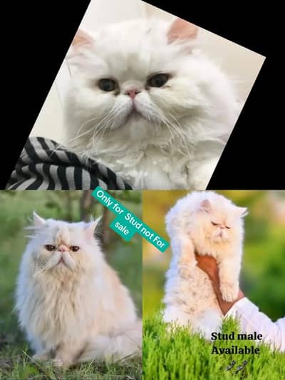 Stud service Available piki Face And Xtreme punch face Male