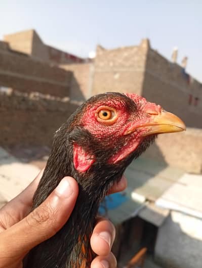 aseel murghi for sale ha