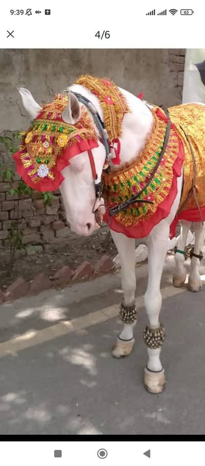 Baggi wedding ,Dancer horse, Dhool group ,Faujji band ,Sufi dancer
