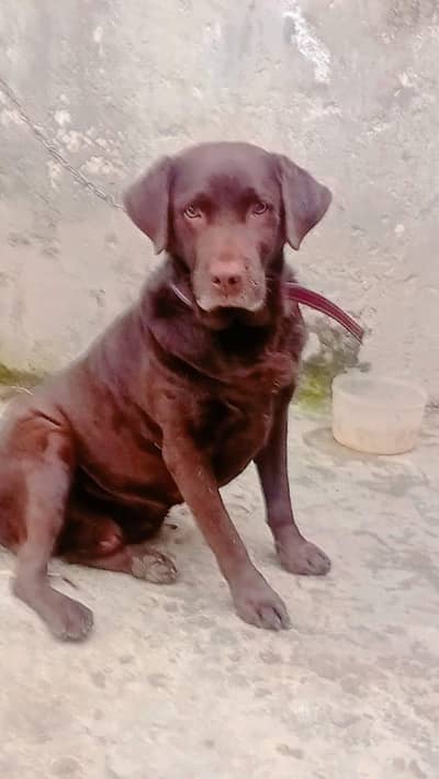 Labrador male contact number 03241446962