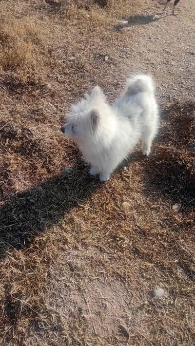 03482192668 whatapps and call