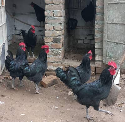 Australorp Male 6 months age, 5000 per peace
